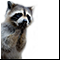 Любопытный Енот