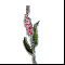 Изящный цветок